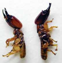 انواع النمل الابيض